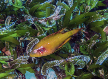 Pteragogus pelycus Pteragogus pelycus