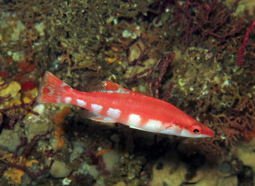 Lappanella fasciata Lappanella fasciata