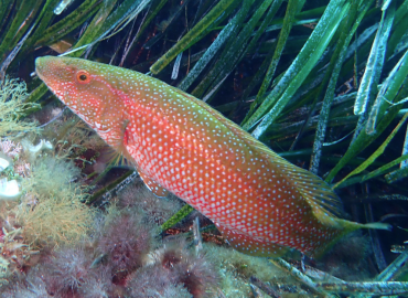 Labrus viridis Labrus viridis