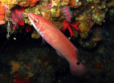 Ctenolabrus rupestris Ctenolabrus rupestris