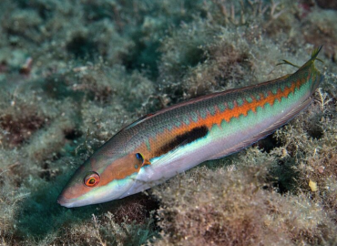 Coris julis Coris julis