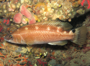 Acantholabrus palloni Acantholabrus palloni