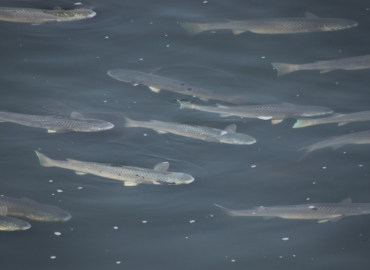 Planiliza haematocheilus