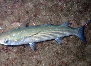 Chelon auratus