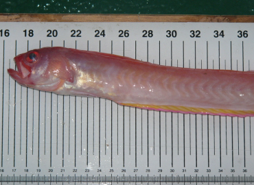 Cepola macrophthalma fotoğrafı 1