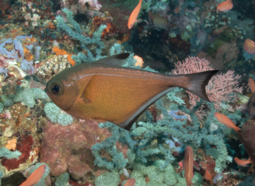 Pempheris vanicolensis fotoğrafı 1