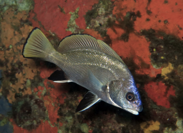 Sciaena umbra Sciaena umbra