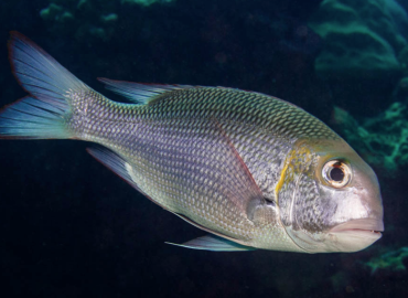 Monotaxis grandoculis fotoğrafı 1