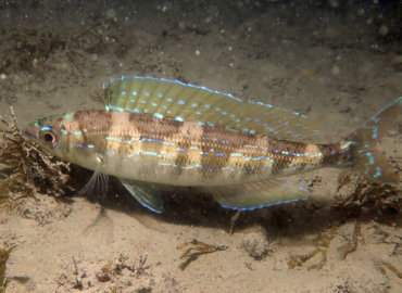 Spicara smaris Spicara smaris