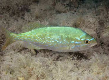 Spicara maena Spicara maena