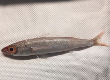 Centracanthus cirrus Centracanthus cirrus