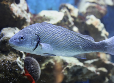 Umbrina cirrosa Umbrina cirrosa