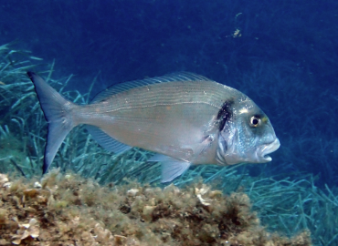 Sparus aurata fotoğrafı 1
