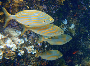 Sarpa salpa fotoğrafı 1