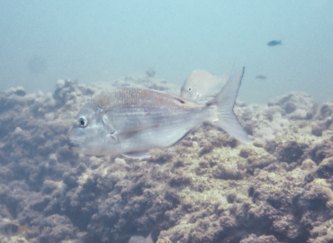 Pagrus caeruleostictus fotoğrafı 1