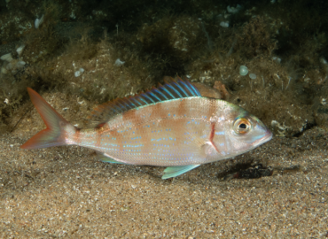 Pagellus erythrinus fotoğrafı 1