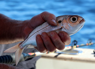 Pagellus bogaraveo fotoğrafı 1