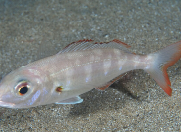 Pagellus acarne fotoğrafı 1