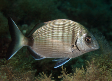 Diplodus sargus Diplodus sargus