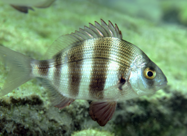 Diplodus cervinus Diplodus cervinus