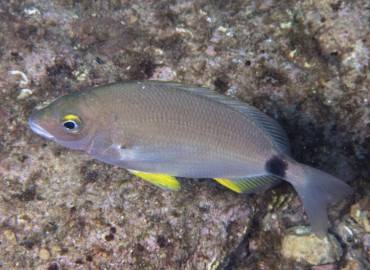 Diplodus annularis Diplodus annularis