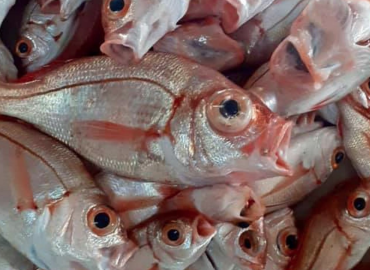 Dentex macrophthalmus Dentex macrophthalmus