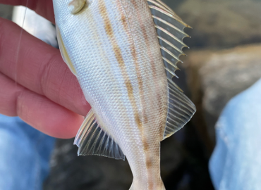 Pomadasys stridens Pomadasys stridens