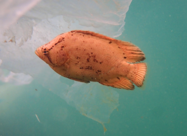 Lobotes surinamensis fotoğrafı 1