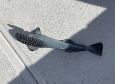 Remora osteochir Remora osteochir