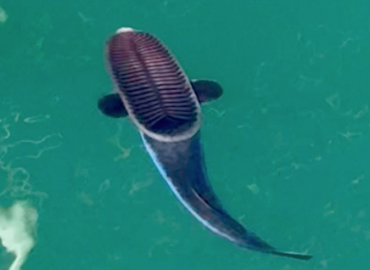 Remora australis Remora australis
