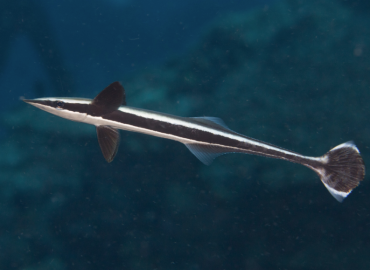 Echeneis naucrates Echeneis naucrates