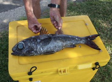 Epigonus telescopus Epigonus telescopus