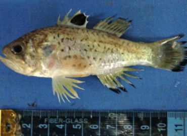 Jaydia queketti Jaydia queketti