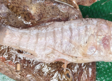 Jaydia smithi Jaydia smithi