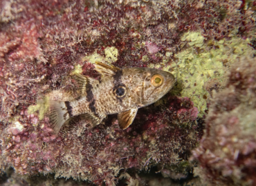 Apogonichthyoides pharaonis Apogonichthyoides pharaonis