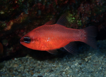 Apogon imberbis Apogon imberbis