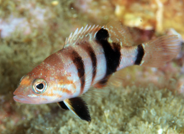 Serranus hepatus Serranus hepatus