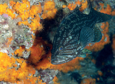 Mycteroperca rubra Mycteroperca rubra