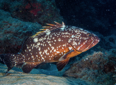Epinephelus marginatus Epinephelus marginatus