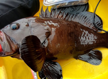 Hyporthodus haifensis Hyporthodus haifensis