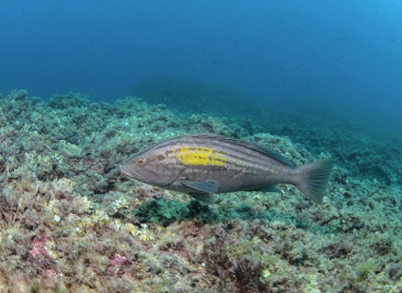 Epinephelus costae Epinephelus costae