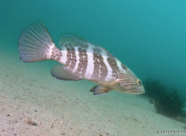 Epinephelus aeneus Epinephelus aeneus
