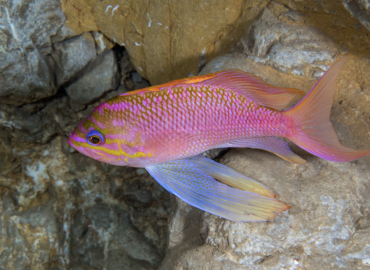 Anthias anthias Anthias anthias