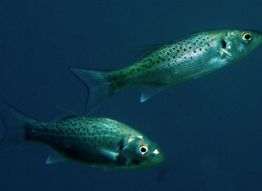 Dicentrarchus punctatus (Benekli Levrek)