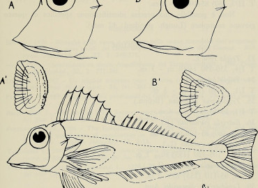 Lepidotrigla dieuzeidei