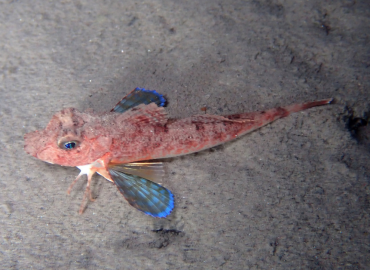 Lepidotrigla cavillone