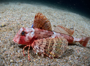 Chelidonichthys lastoviza