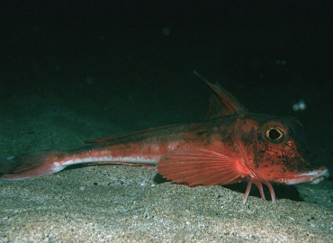 Chelidonichthys cuculus