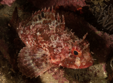 Scorpaena porcus (İskorpit)