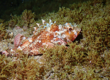 Scorpaena maderensis (Madeira iskorpiti)